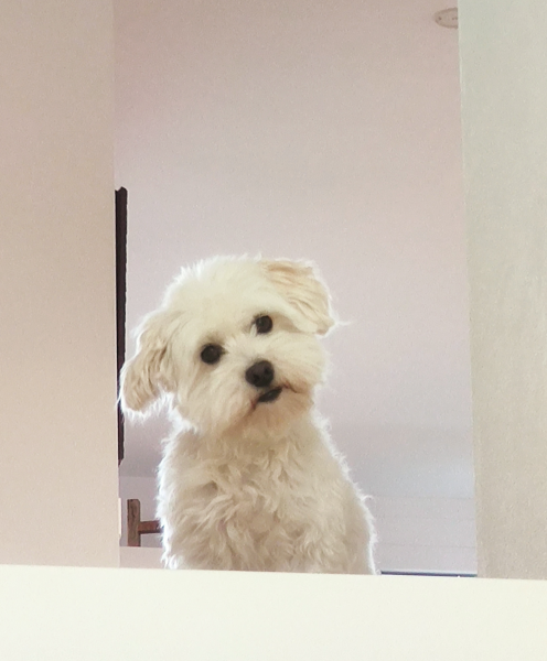 Fragebogen zur Regression